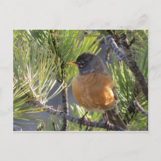 Carte postale d'un Robin Red Breast