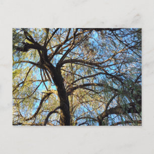 Carte postale d'un saule pleureur