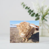 Carte Postale Duncan The Highland Bull (Debout devant)