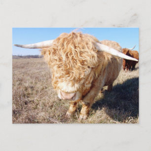 Carte Postale Duncan The Highland Bull