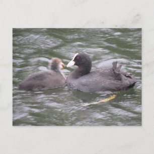 Carte postale d'une foulque nourrissant un poussin
