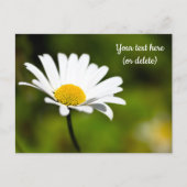 Carte postale d'une marguerite unique (Devant)