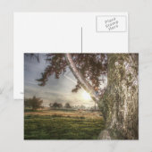 Carte postale d'une poupée léopard dans un arbre (Devant / Derrière)