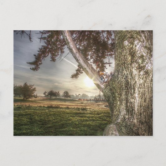 Carte postale d'une poupée léopard dans un arbre (Devant)