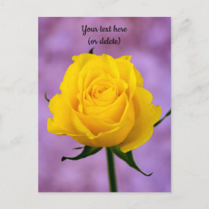 Carte postale d'une rose jaune unique