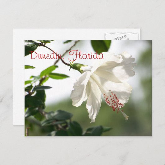 Carte Postale Dunedin, Floride (Devant / Derrière)