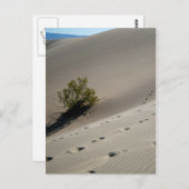 Carte Postale Dunes de la vallée de la Mort 4 (Devant / Derrière)