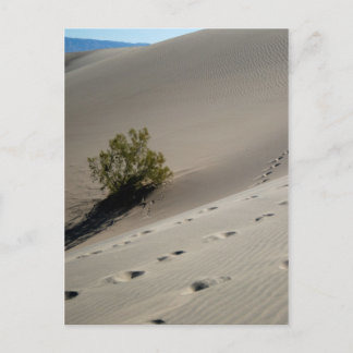 Carte Postale Dunes de la vallée de la Mort 4