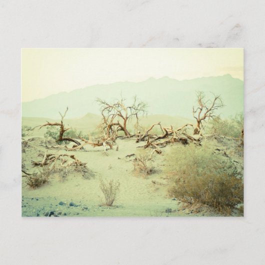 Carte Postale Dunes de sable de la vallée de la Mort (Devant)