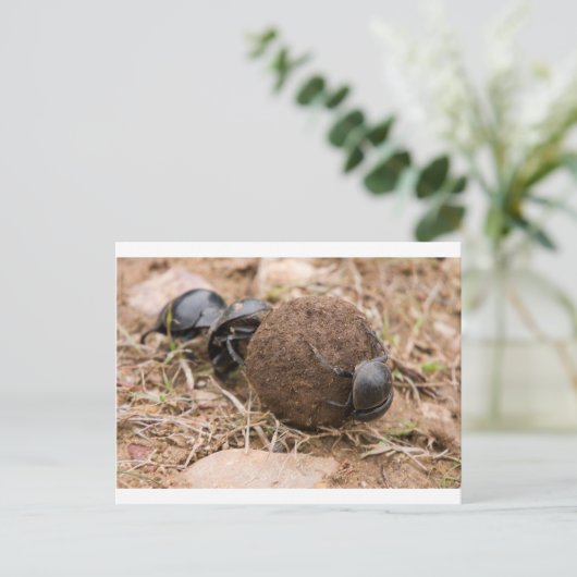 Carte Postale Dung Beetle (Debout devant)