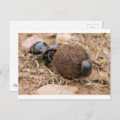 Carte Postale Dung Beetle (Devant / Derrière)
