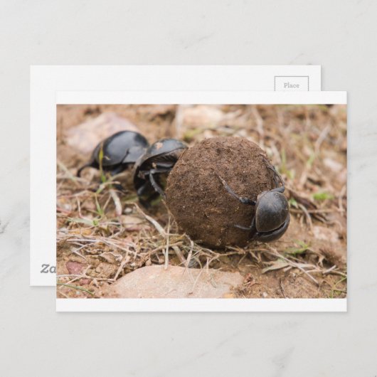 Carte Postale Dung Beetle (Devant / Derrière)