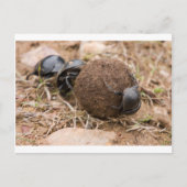 Carte Postale Dung Beetle (Devant)