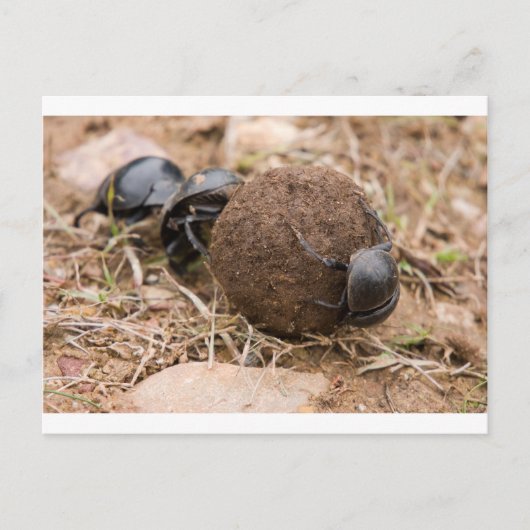 Carte Postale Dung Beetle (Devant)
