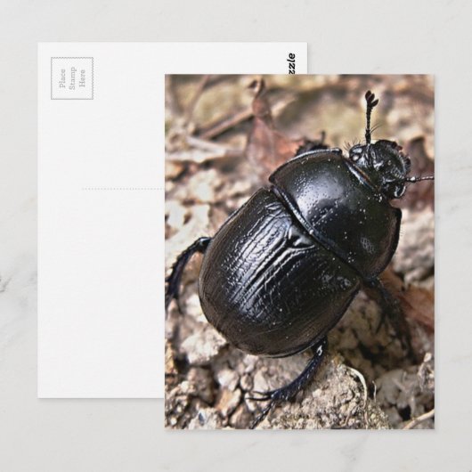 Carte Postale Dung Beetles (Devant / Derrière)
