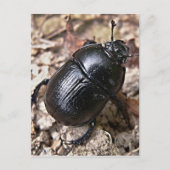 Carte Postale Dung Beetles (Devant)