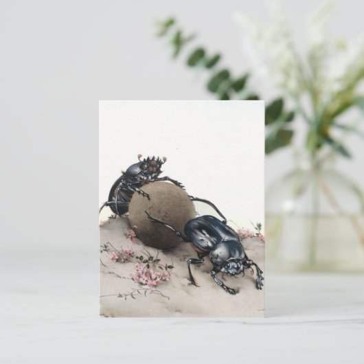 Carte Postale Dung Bettle (Debout devant)