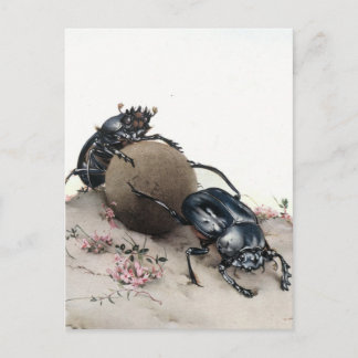 Carte Postale Dung Bettle