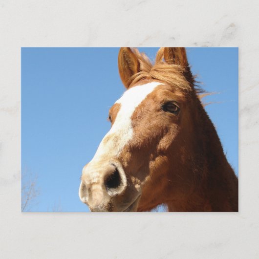 Carte Postale Dunnit (Devant)