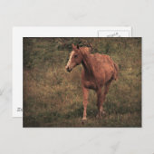 Carte Postale Dunnit (Devant / Derrière)