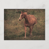 Carte Postale Dunnit (Devant)