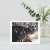 Carte Postale Duo birman_18 (Debout devant)