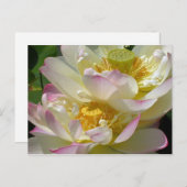 Carte Postale Duo de fleur de Lotus (Devant / Derrière)