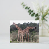Carte Postale duo de girafes (Debout devant)