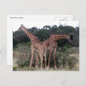 Carte Postale duo de girafes (Devant / Derrière)