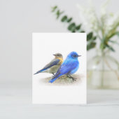 Carte Postale duo d'oiseaux bleus, mâles et femelles; bleuets de (Debout devant)