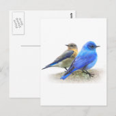 Carte Postale duo d'oiseaux bleus, mâles et femelles; bleuets de (Devant / Derrière)