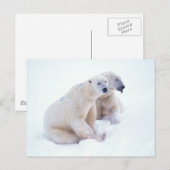 Carte Postale Duo d'ours polaire (Devant / Derrière)