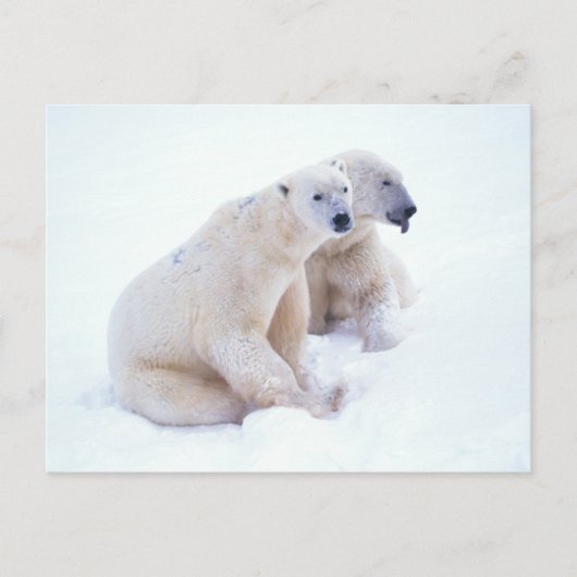 Carte Postale Duo d'ours polaire (Devant)