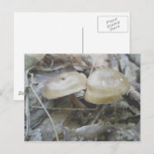 Carte postale Duo Mushrooms Brown (Devant / Derrière)