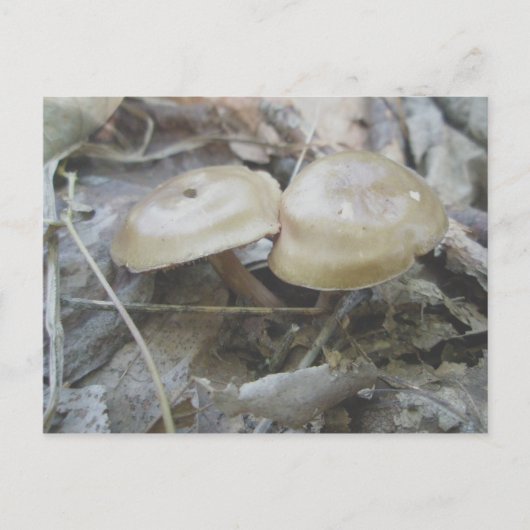 Carte postale Duo Mushrooms Brown (Devant)