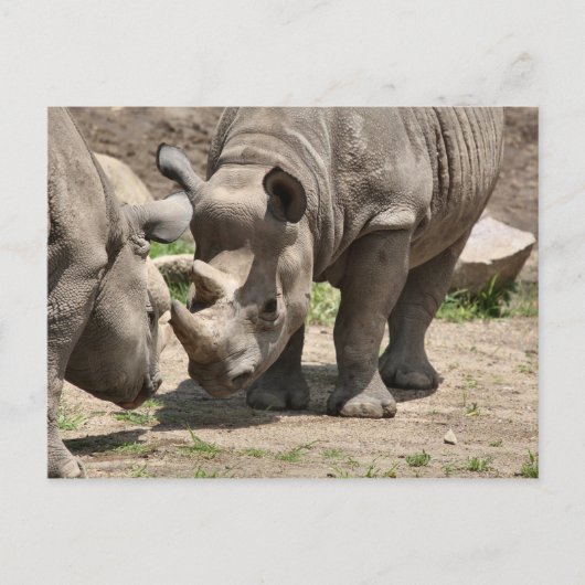 Carte Postale Duo Rinamic (Devant)