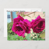 Carte Postale Duo rose (Devant / Derrière)