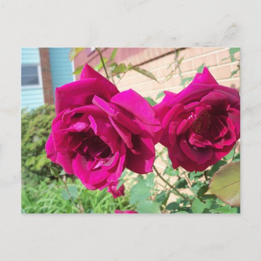Carte Postale Duo rose (Devant)