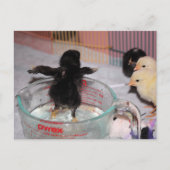 Carte Postale Durée du bain (Devant)