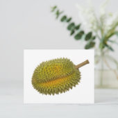 Carte Postale Durian (Debout devant)
