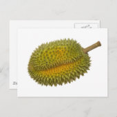 Carte Postale Durian (Devant / Derrière)