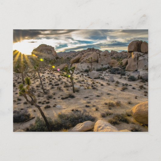 Carte Postale Dusk at Joshua Tree NP Postcard (Devant)
