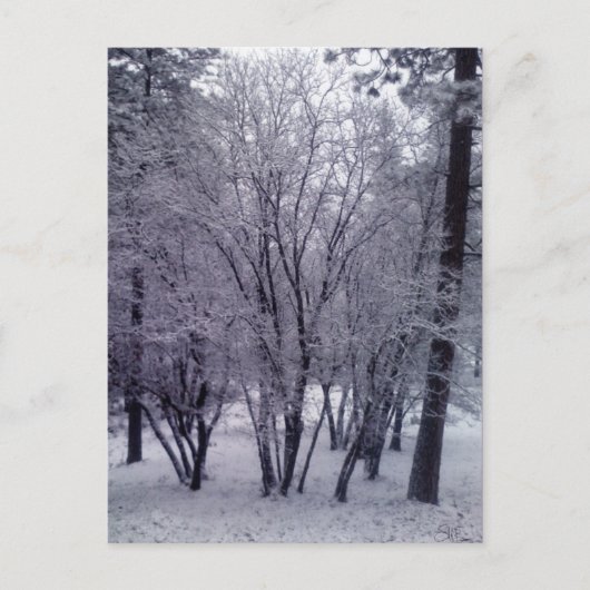 Carte Postale Dusting (Devant)