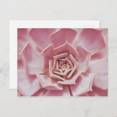 Carte Postale Dusty Rose rose Succulent Plante du désert du sud- (Devant / Derrière)