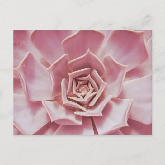 Carte Postale Dusty Rose rose Succulent Plante du désert du sud- (Devant)