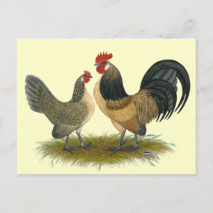 Carte Postale Dutch Bantam :  Queue bleue