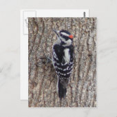 Carte postale duveteuse masculine d'oiseau de (Devant / Derrière)