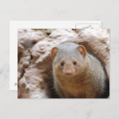 Carte Postale Dwarf Mongoose (Devant / Derrière)