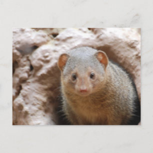 Carte Postale Dwarf Mongoose