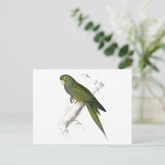 Carte Postale Dwarf Parrakeet-Maccaw par Edward Lear (Debout devant)
